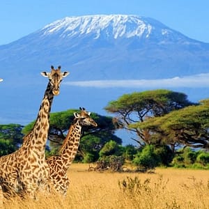 6 Days Mt Kilimanjaro Shira Route
