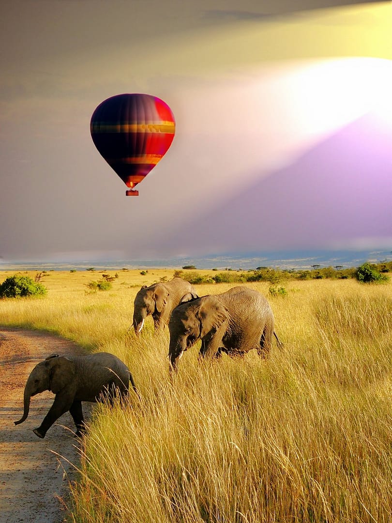 balloon, safari, elephant-1951459.jpg